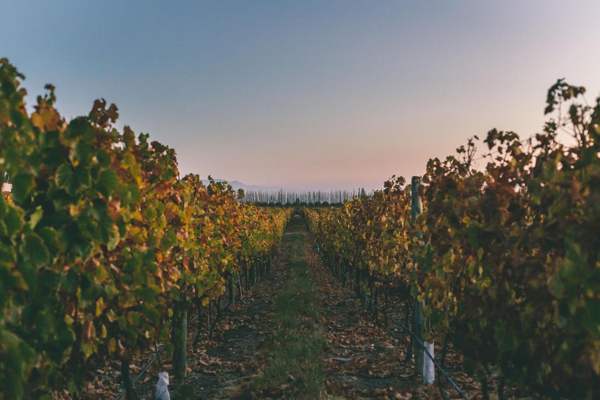 Rosell Boher Winery Lodge & Spa Agrelo Zewnętrze zdjęcie