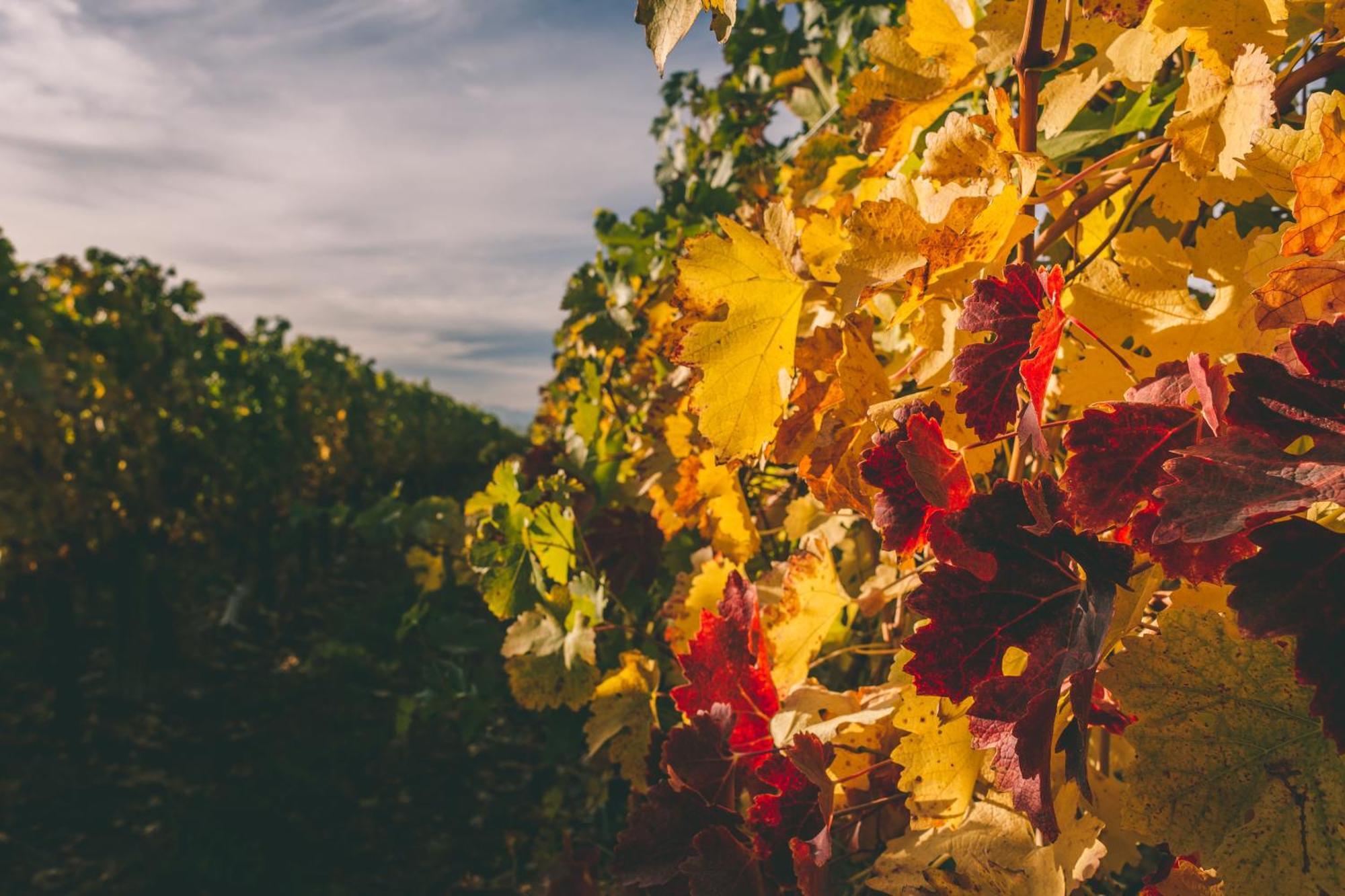 Rosell Boher Winery Lodge & Spa Agrelo Zewnętrze zdjęcie